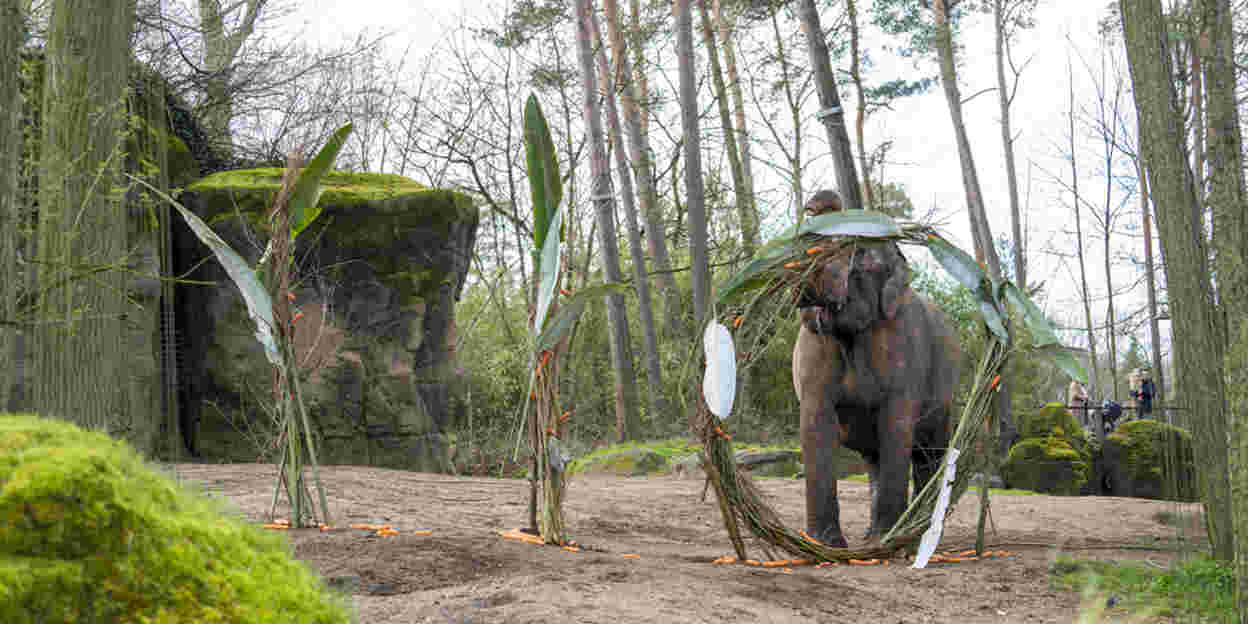 110-jarig Burgers' Zoo trakteert olifanten en bezoekers