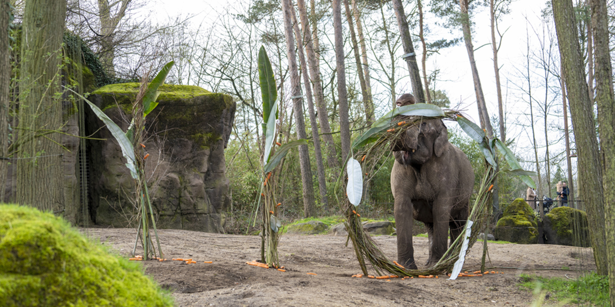 110-jarig Burgers' Zoo trakteert olifanten en bezoekers