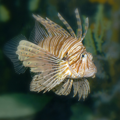 Over de voortplanting