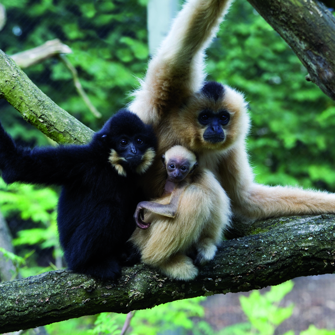 Hoera, het is een….?