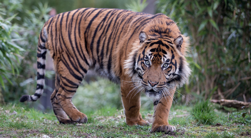 Moeilijke Kleurplaat Tijger : 16 Ideeen Over Moeilijke ...