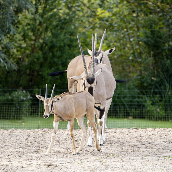 Eerste kennismaking Oost-Afrikaanse spiesbokken met andere diersoorten