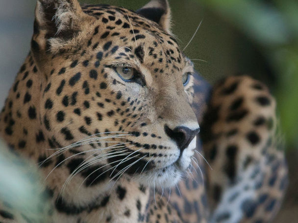 📅23 april - Geen cyclische eisprong