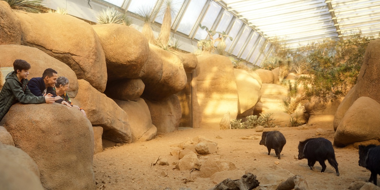 Wat is een ecodisplay? De Desert