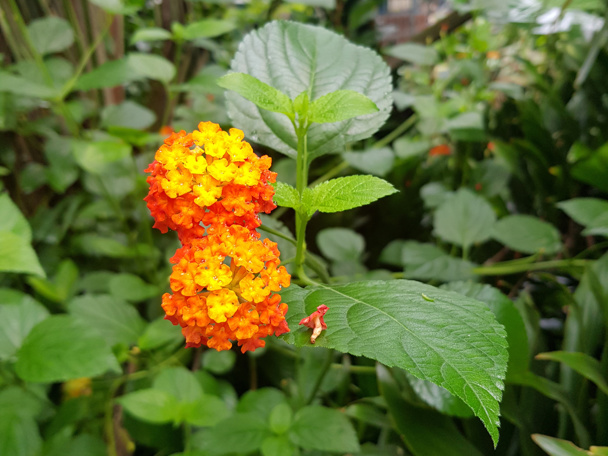 De verkleurbloem in Burgers’ Mangrove