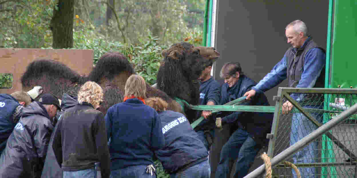 Grootschalige hartoperatie in Burgers’ Zoo
