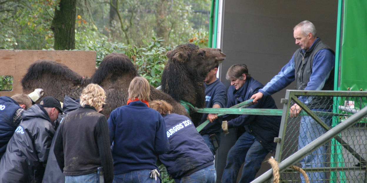 Grootschalige hartoperatie in Burgers’ Zoo