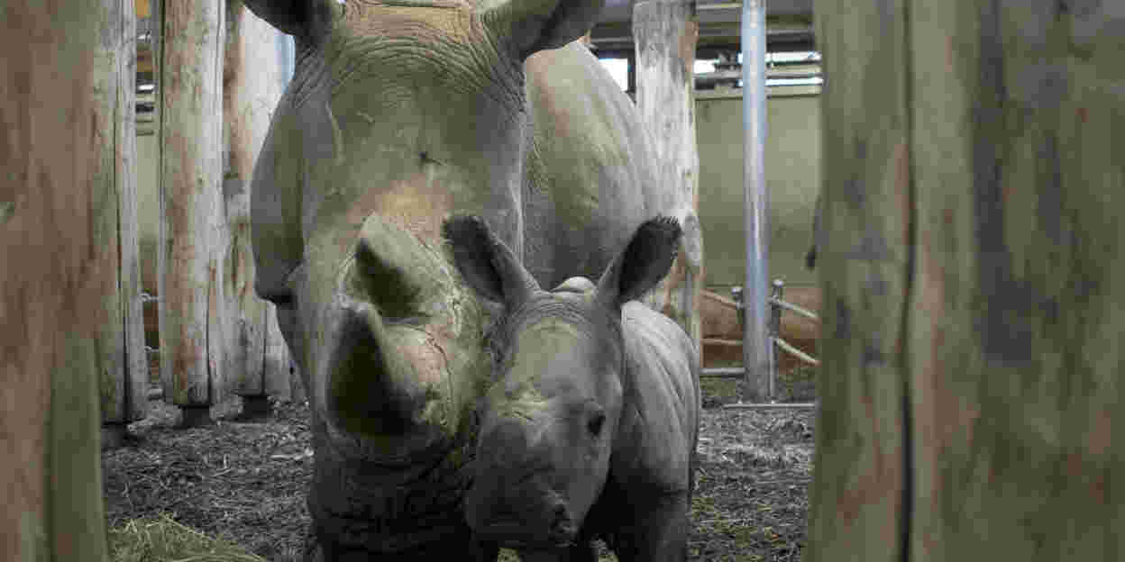 Burgers' Zoo boekt succes in Nederland en Belize