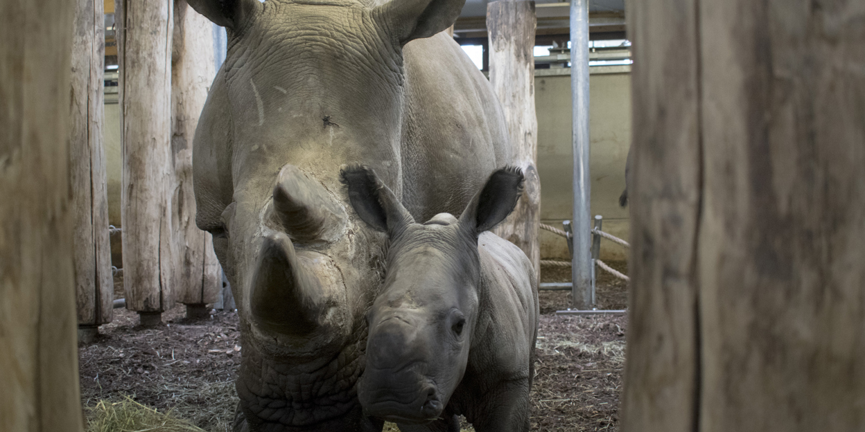 Burgers' Zoo boekt succes in Nederland en Belize
