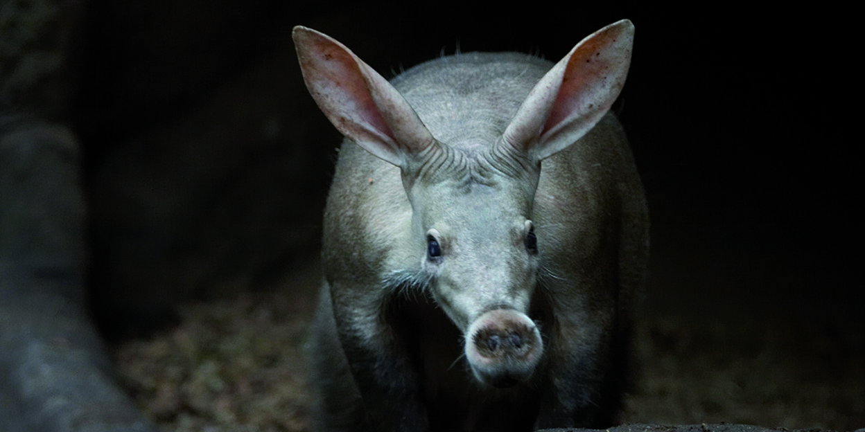 Varkens onder de grond?
