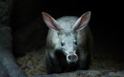 Varkens onder de grond?