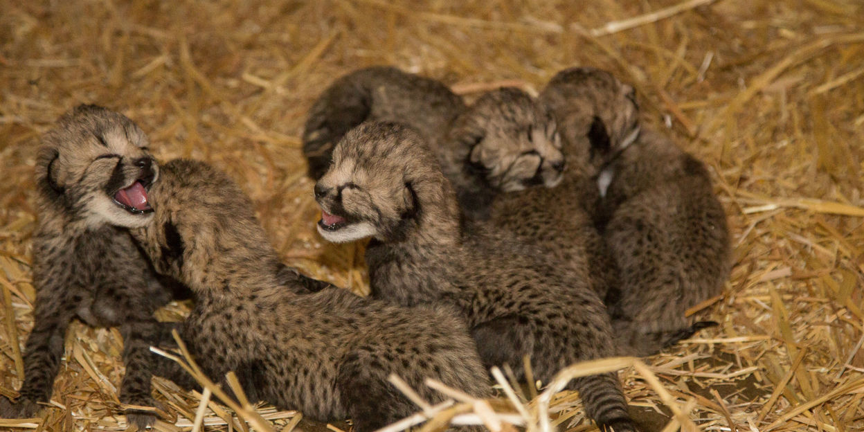 Opnieuw een Cheeta-zesling!