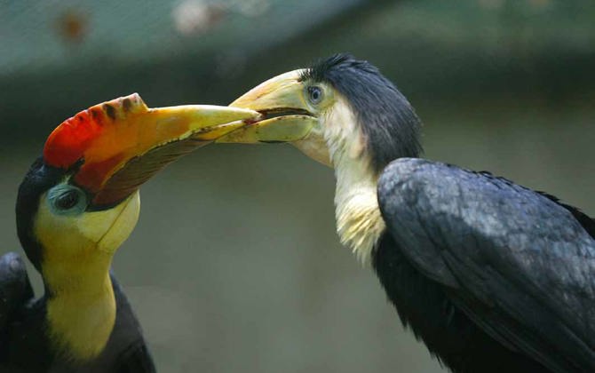 Geribbelde neushoornvogels breken uit de kast!