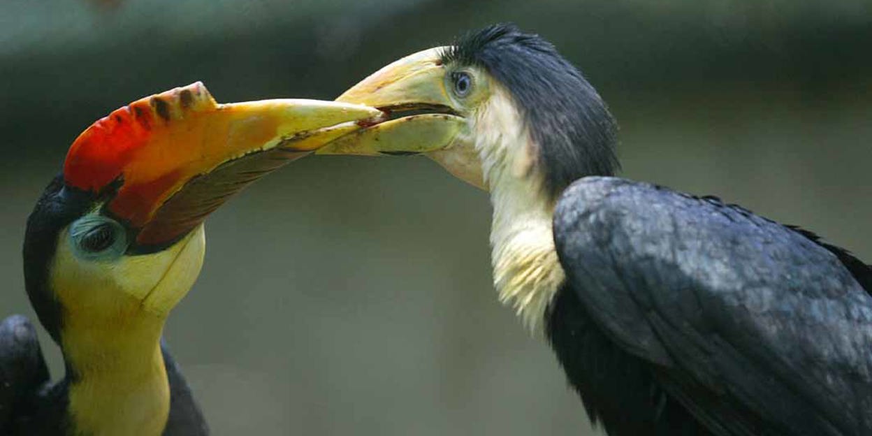 Geribbelde neushoornvogels breken uit de kast!