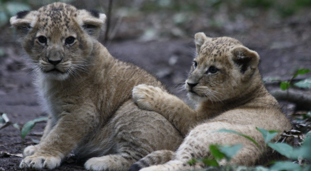 Leeuwen in Europese dierenparken | Burgers' Zoo in Arnhem