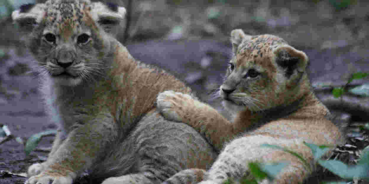 Leeuwenwelpen van zes weken oud ingeënt tegen katten- en niesziekte