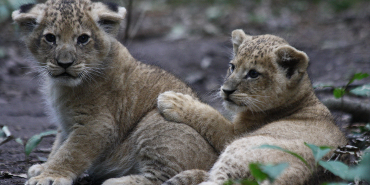 Leeuwenwelpen van zes weken oud ingeënt tegen katten- en niesziekte