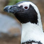 Lees meer over: Zwartvoetpinguïn