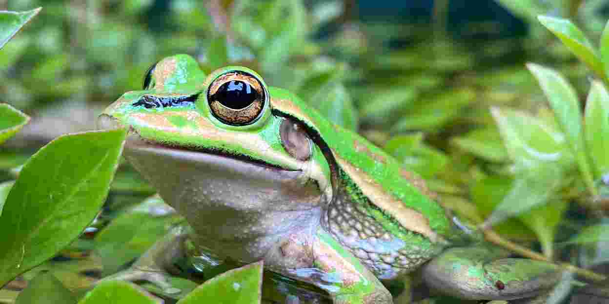 Drie jonge natuurbeschermers veroveren felbegeerde prijs