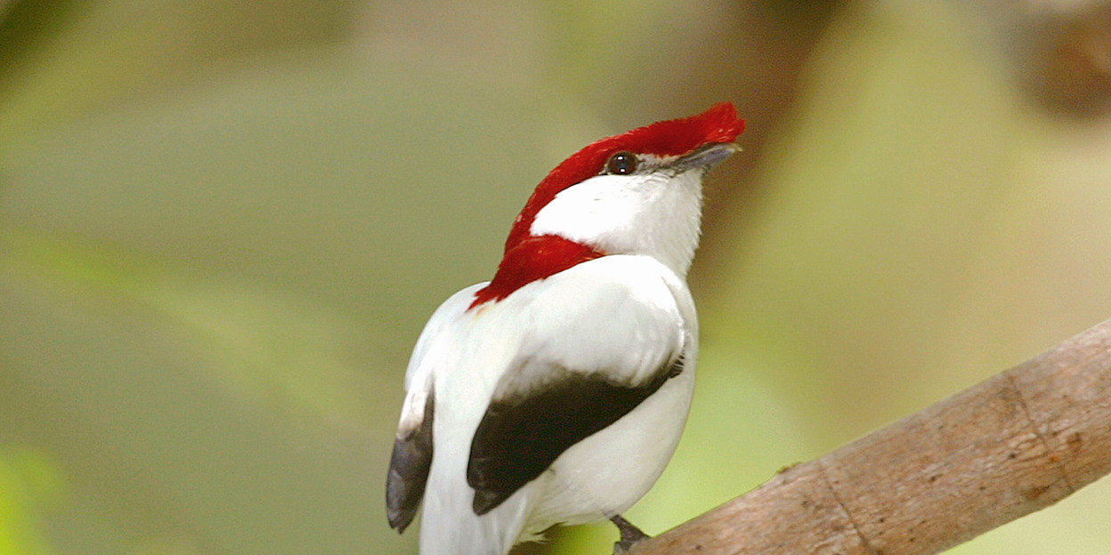 Voorkomen dat bedreigde Braziliaanse diersoorten uitsterven