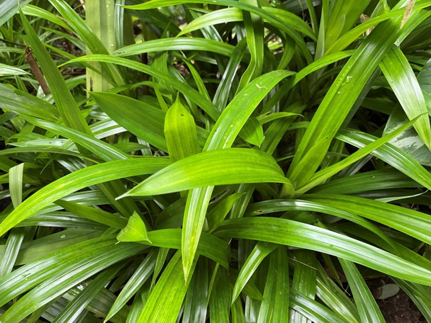 Bijzondere aanpassing aan de leefomgeving