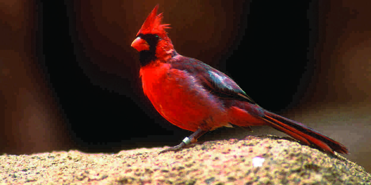 Een nieuw vogeltje!