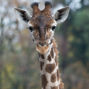 Lees meer over: Rothschildgiraffe