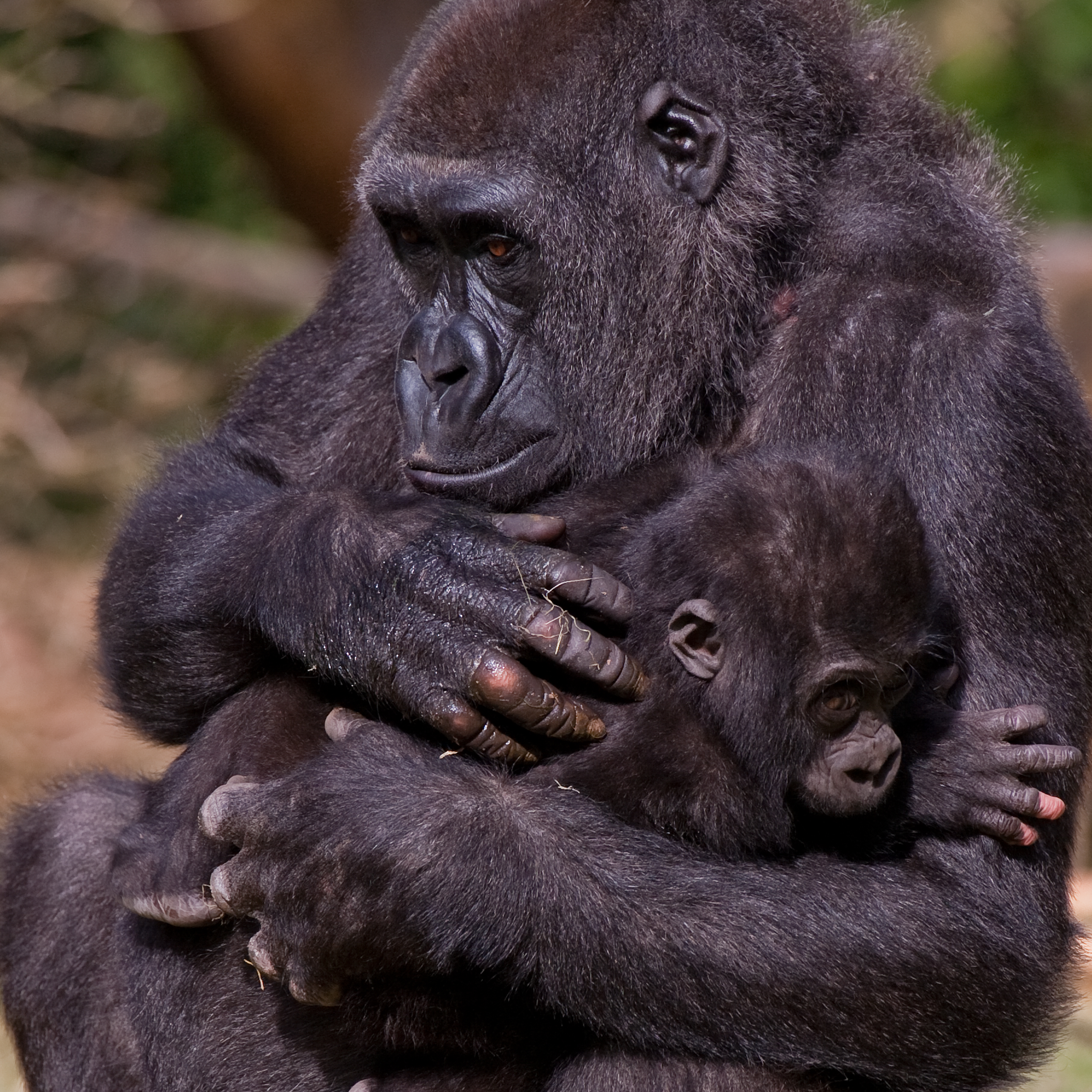 BZ Gorilla Nimba Met Nakouh, 2011 TK IMG 6879
