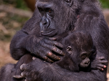 BZ Gorilla Nimba Met Nakouh, 2011 TK IMG 6879