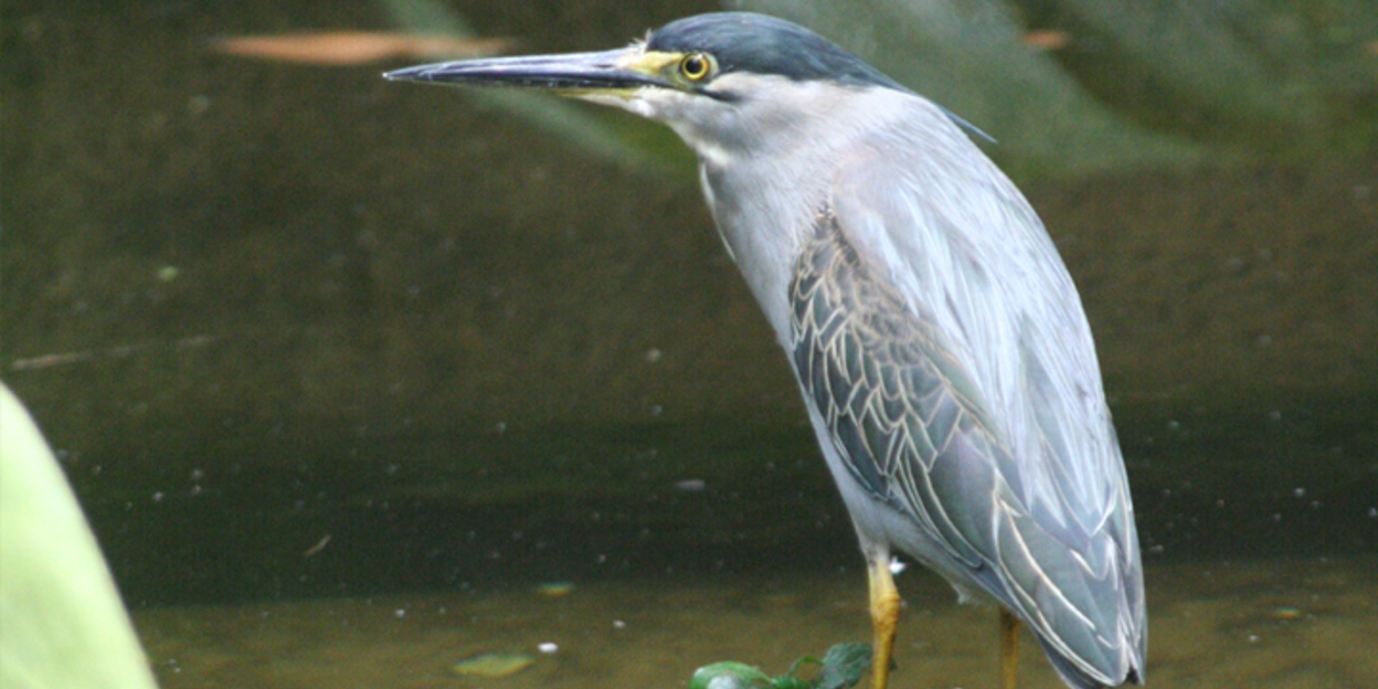 Mangrovereiger (niet meer in Burgers' Zoo)