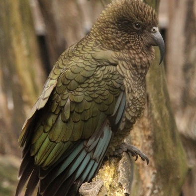 Bedreiging en bescherming