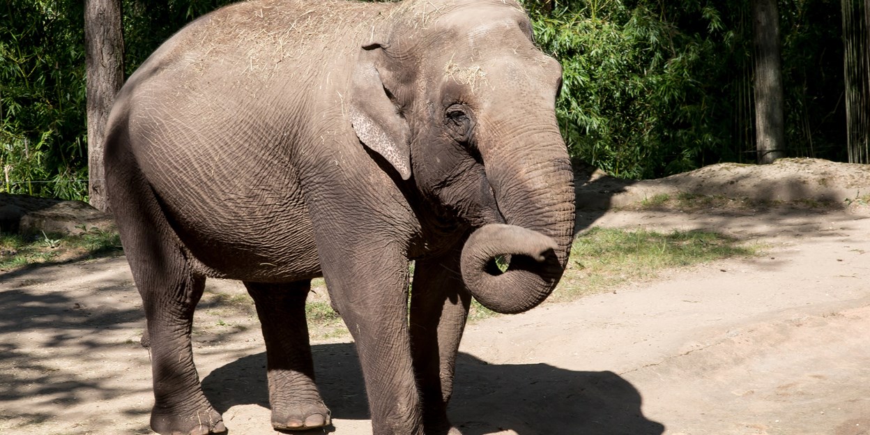 Uitdagingen bij de olifanten | Burgers' Zoo Arnhem