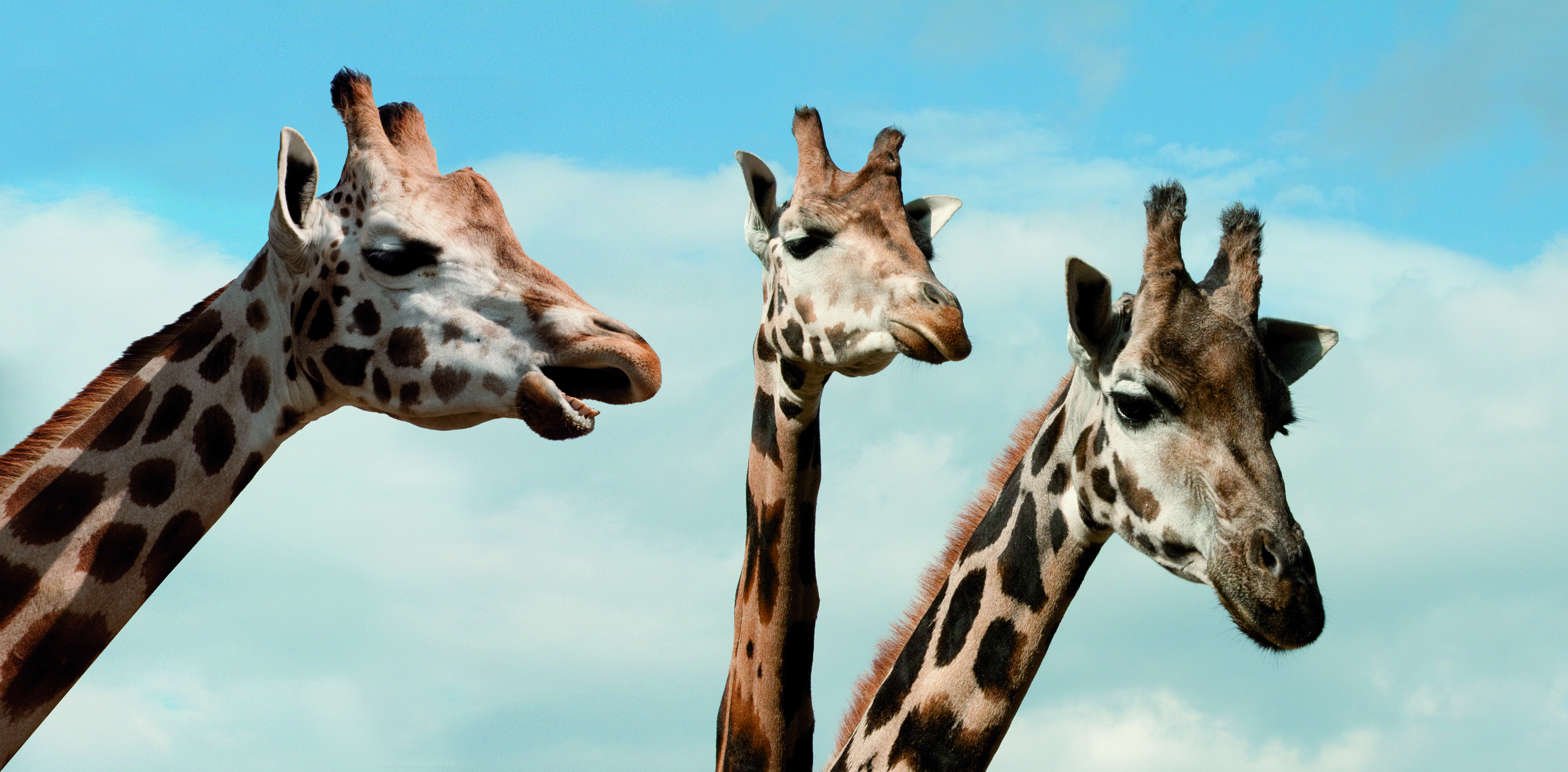 Martijn verzorgt Rothschildgiraffen