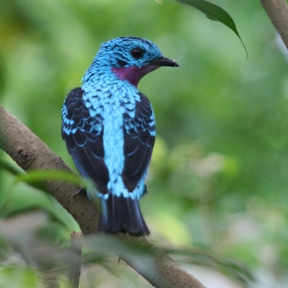 Halsbandcotinga