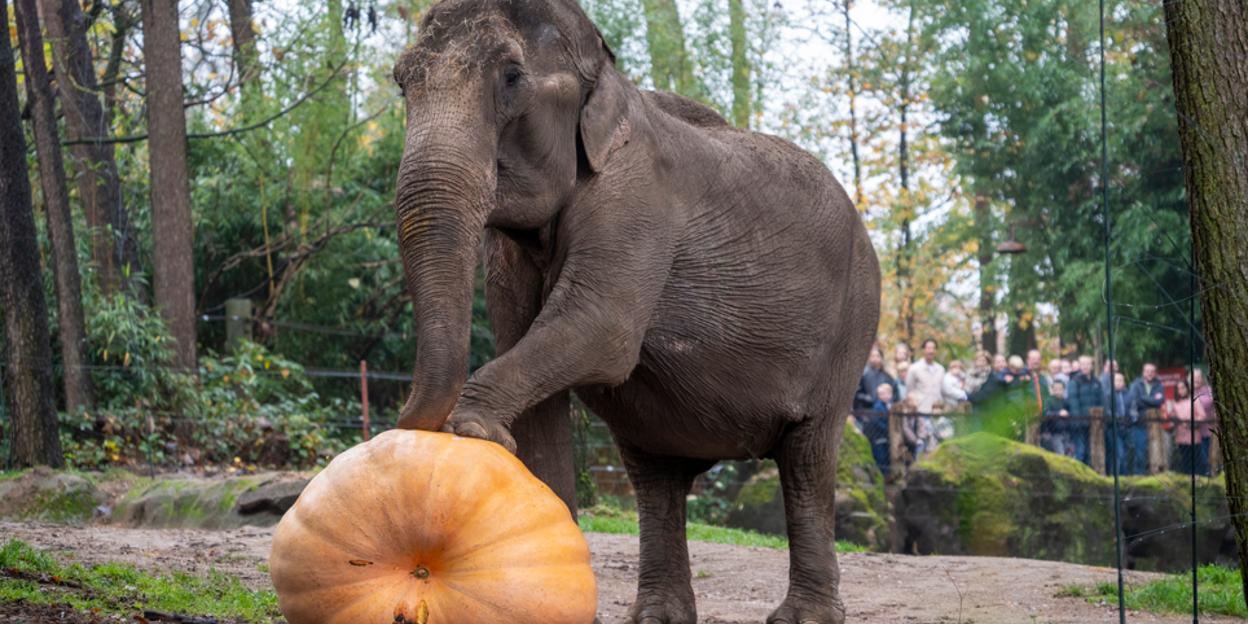 Halloween: olifanten krijgen reuzenpompoen