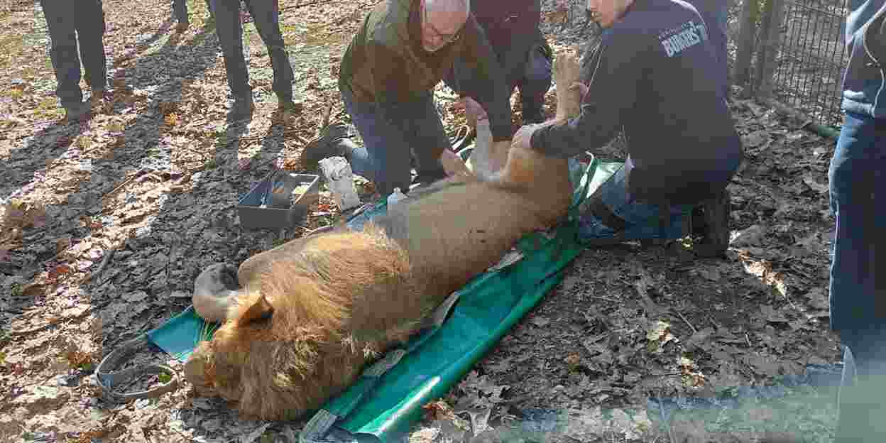 Poolse dierentuin ontvangt Nederlandse leeuw