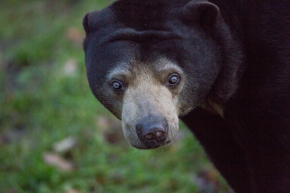 Wat is een ecodisplay? De Rimba