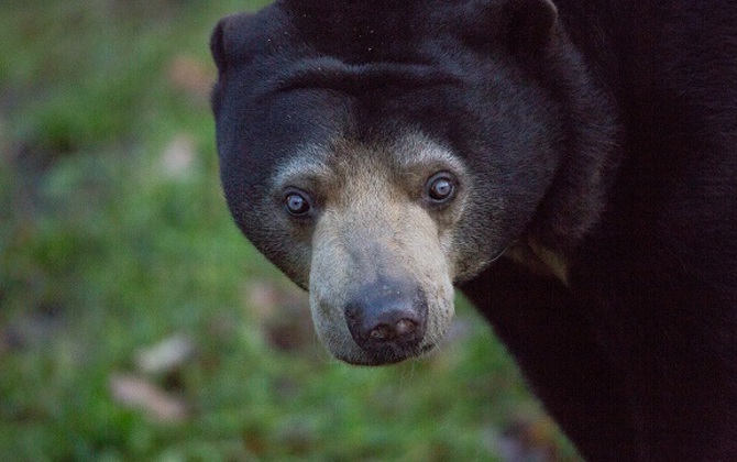 Wat is een ecodisplay? De Rimba