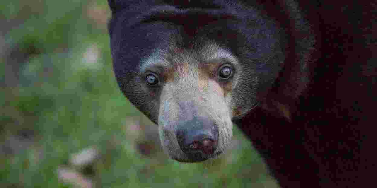 De ‘rottweilers’ van de Rimba
