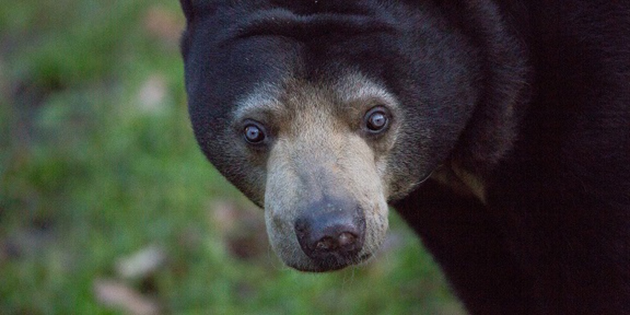 De ‘rottweilers’ van de Rimba
