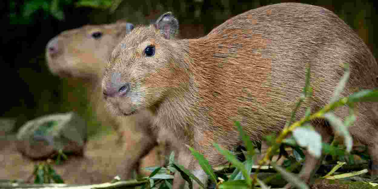 Capybara (niet meer in Burgers' Zoo)