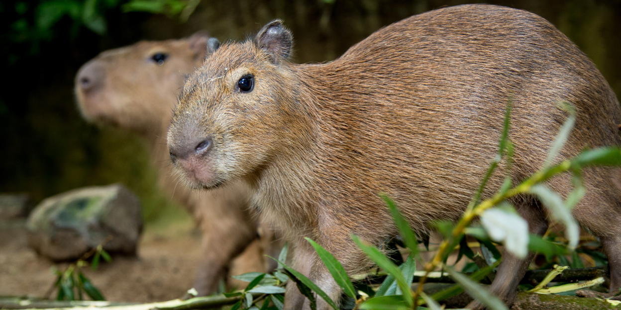 Capybara