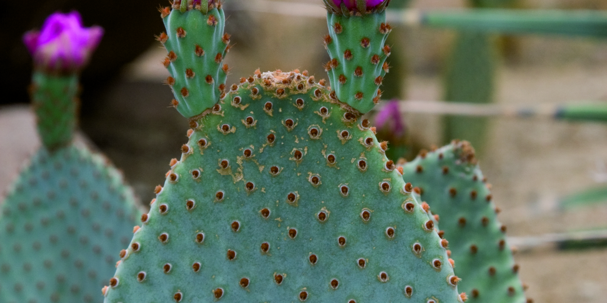 Kleurensymfonie in de Desert