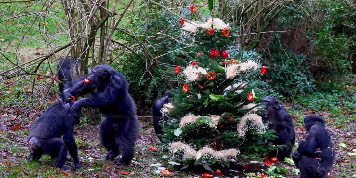 Chimpansees krijgen kerstboom 