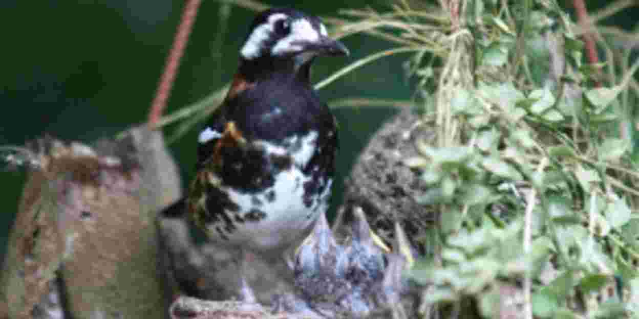 Broedsucces op de vogelafdeling