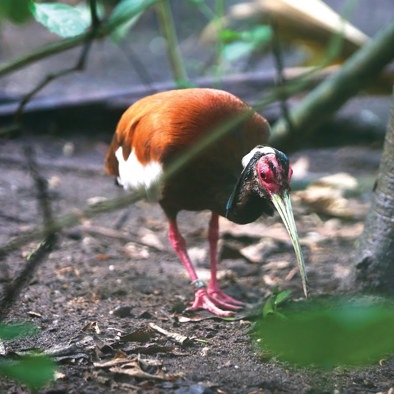 Bedreiging en bescherming