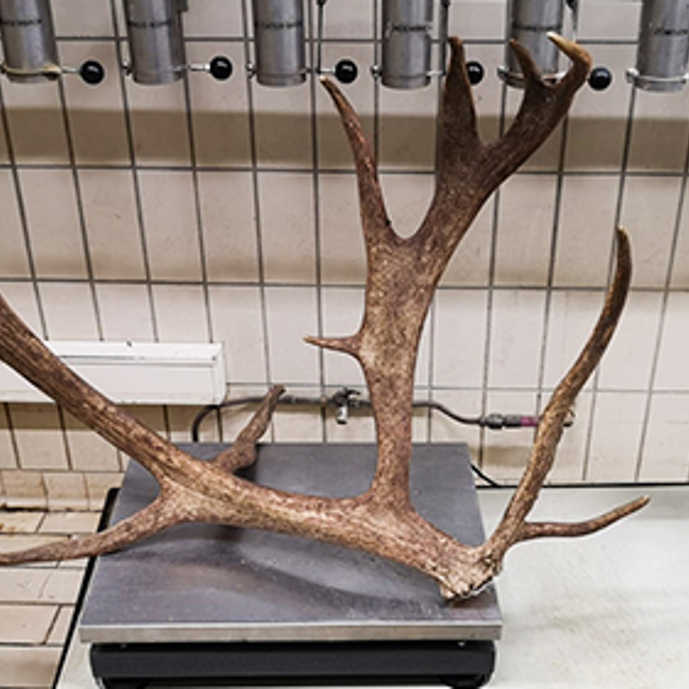 Rendier werpt gewei af