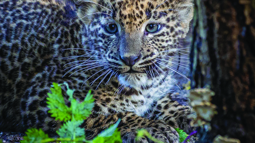 Een zeer belangrijke dierentuinpopulatie: de Sri Lanka panter