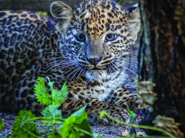 Kleine panter wordt groot