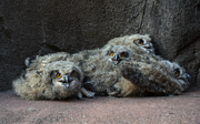 Wilde oehoes kiezen Burgers' Zoo als broedplaats